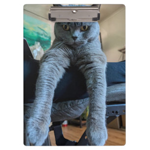 British Shorthair Gray Cat Kitty Lay Hanging Klemmbrett