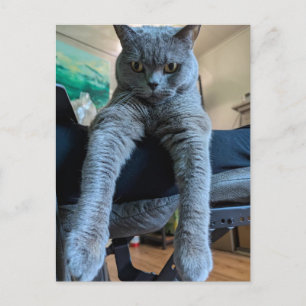 British Shorthair Gray Cat Kitty Lay Hanging Postkarte