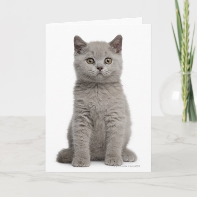 British Shorthair Kitten (10 Wochen alt) 2 Karte (Vorderseite)