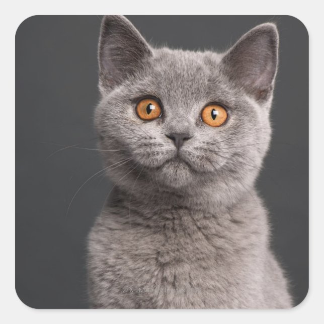 British Shorthair Kitten (3 Monate alt) Quadratischer Aufkleber (Vorderseite)