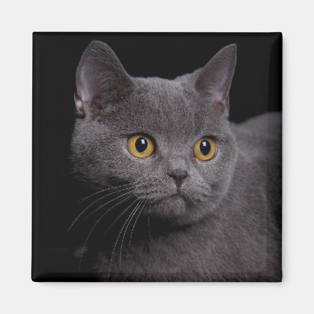British Shorthair Magnet (Vorne)