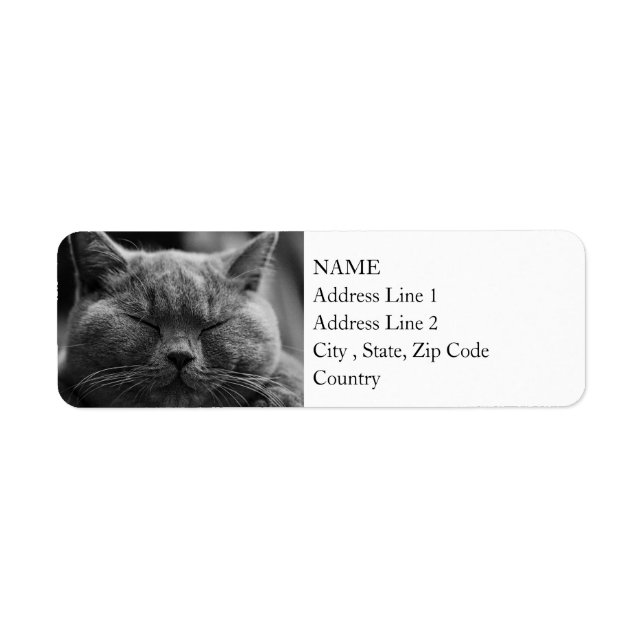 British Shorthair | Schwarz und Weiß | Katapportra (Vorne)
