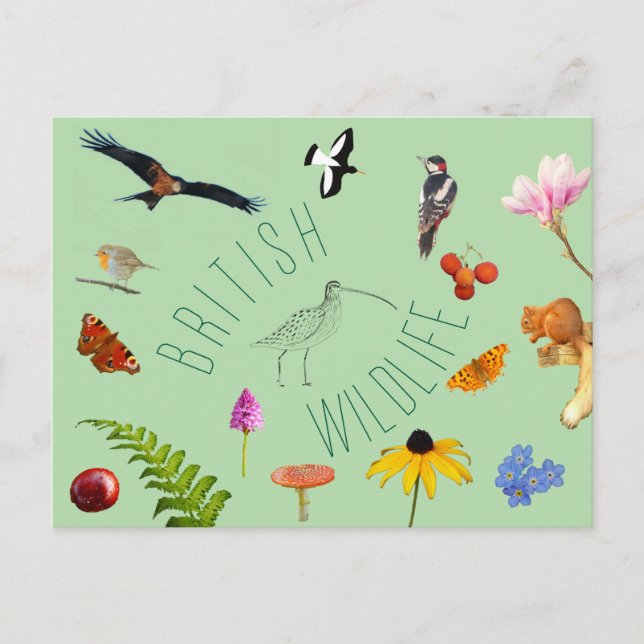 British Wildlife Postcard Postkarte (Vorderseite)
