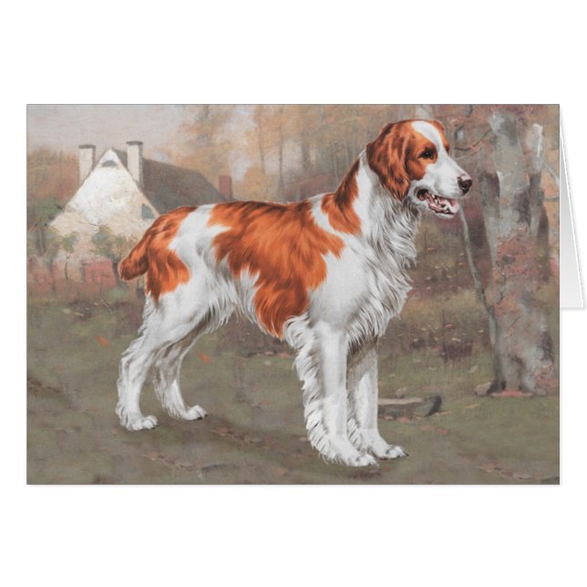 Brittany in the field (Devant horizontal)