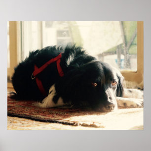 Brittany Spaniel Hund Poster