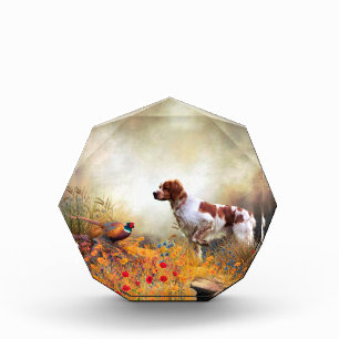 Brittany Spaniel, Jagdparasant Fotoblock