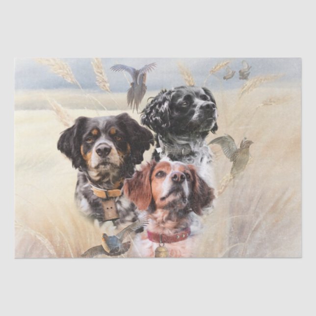 Brittany Spaniel Seidenpapier (Vorderseite)