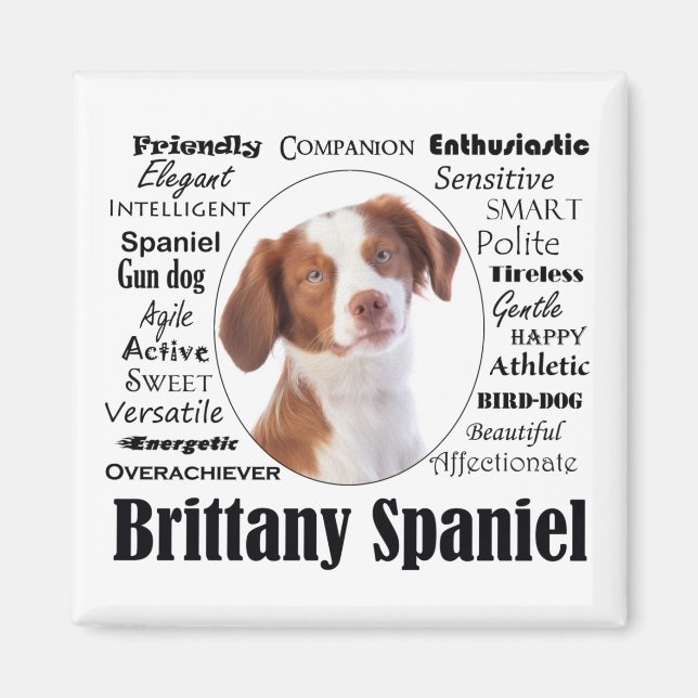 Brittany Spaniel Traits Magnet (Vorne)