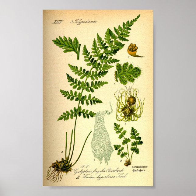 Brittle Bladder Fern (Cystopteris fragilis) Poster (Vorne)