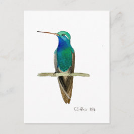 Broad-billed Hummingbird Postkarte