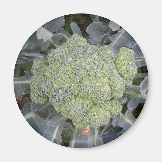 Broccoli Magnet (Vorne)