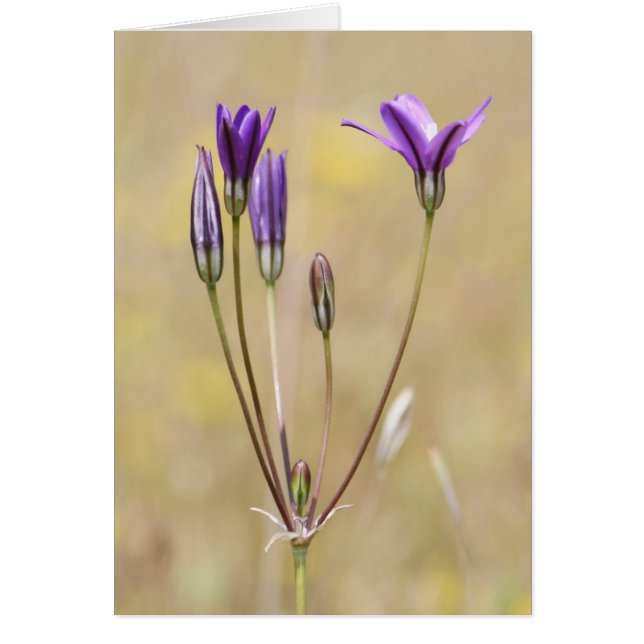 Brodiaea, Blank (Vorne)
