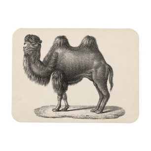 Brodtmann Camel Sketch Magnet