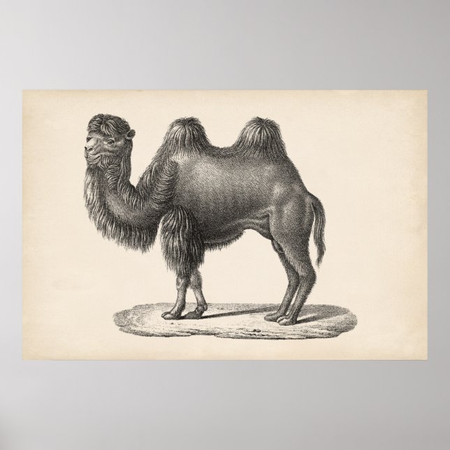 Brodtmann Camel Sketch Poster (Vorne)