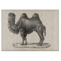 Brodtmann Camel Sketch