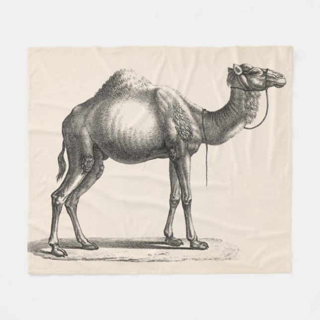 Brodtmann Dromedary Camel Sketch Fleecedecke (Vorderseite (Horizontal))