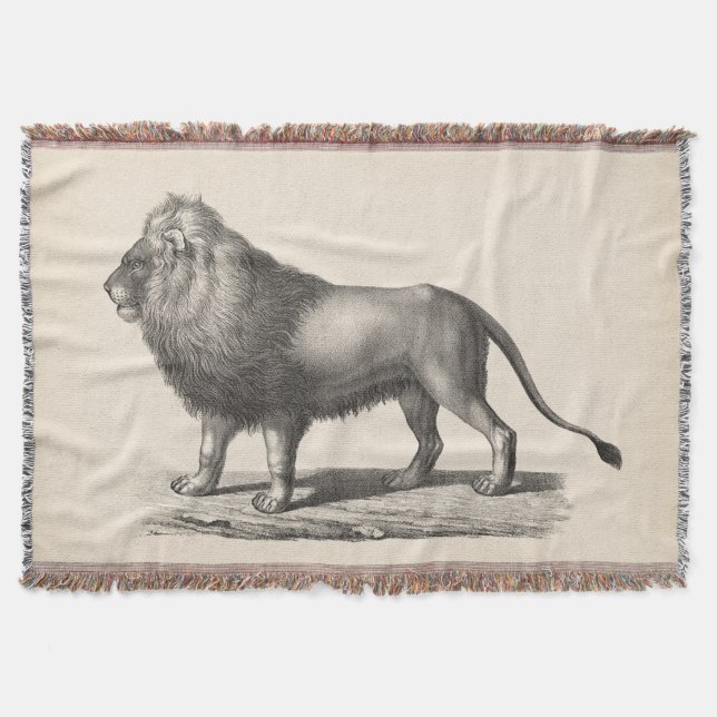 Brodtmann Lion Sketch Decke (Vorderseite)