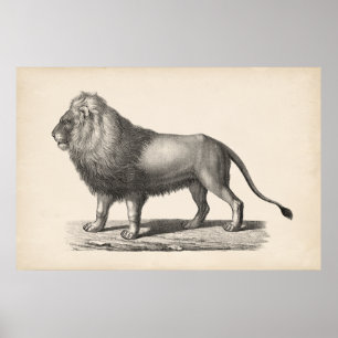 Brodtmann Lion Sketch Poster