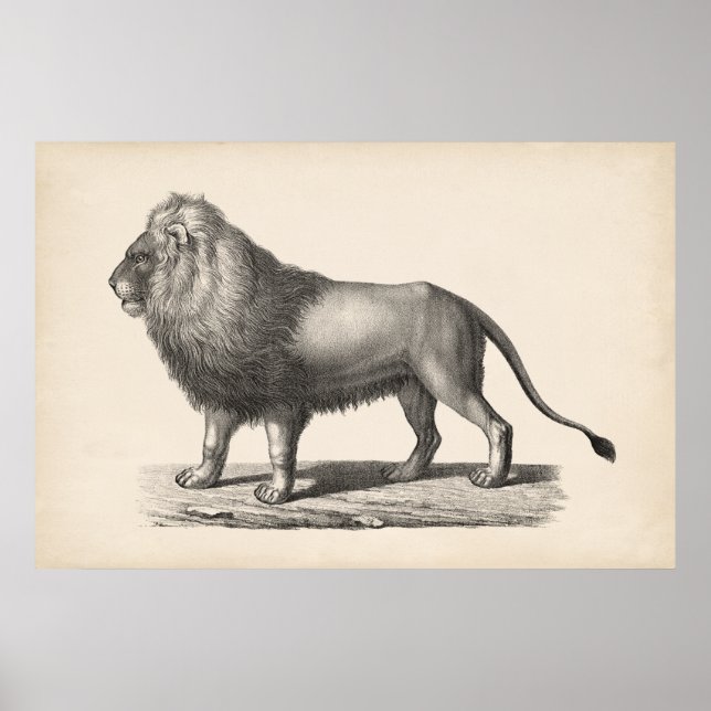 Brodtmann Lion Sketch Poster (Vorne)