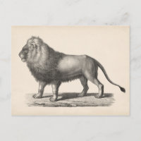Brodtmann Lion Sketch