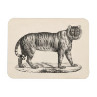 Brodtmann Tiger Sketch
