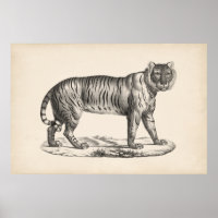 Brodtmann Tiger Sketch