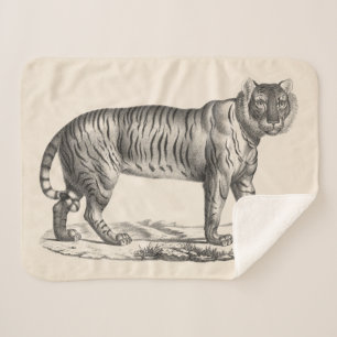 Brodtmann Tiger Sketch Sherpadecke