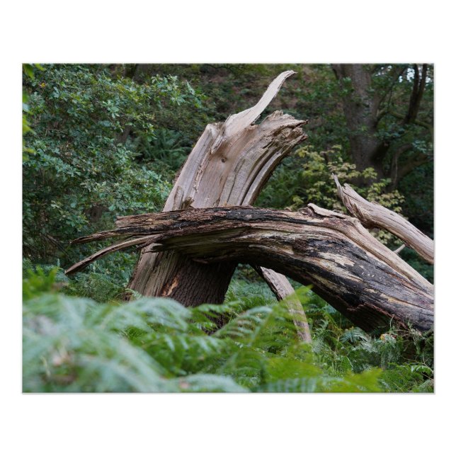 Broken Tree Poster (Vorderseite)