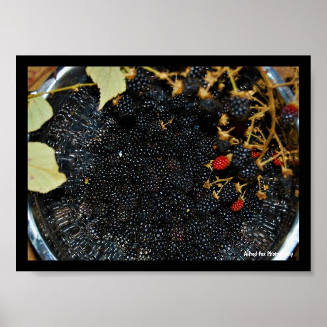 Brombeeren im Sieb Poster (Vorne)