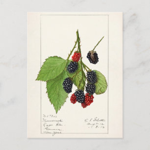 Brombeeren (Rubus subg. Rubus Watson) Frucht Postkarte