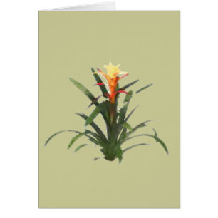 Bromeliad