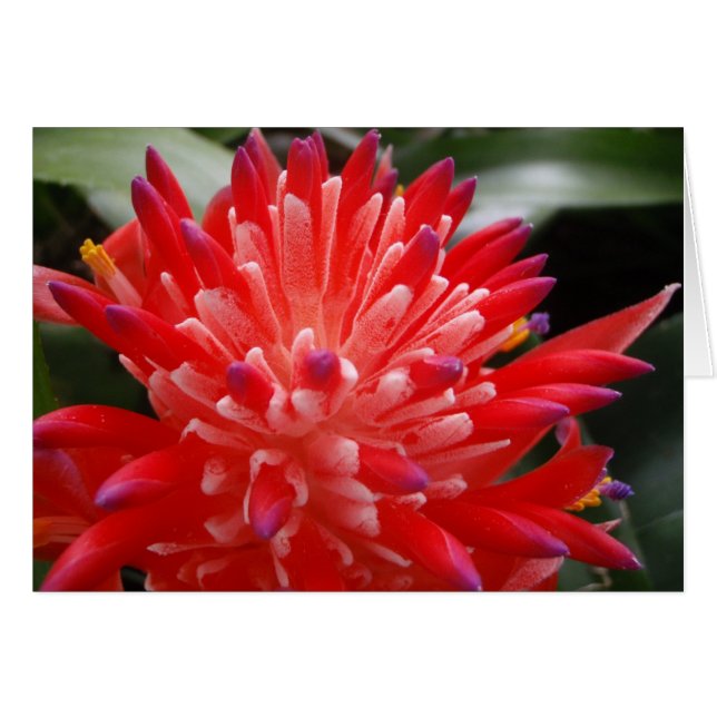 Bromeliad Blume Card (Vorderseite (Horizontal))