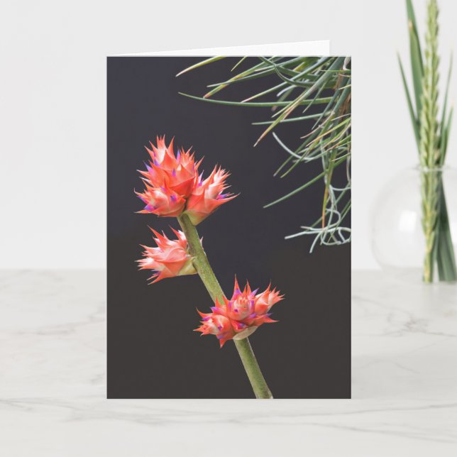 Bromeliad Blume und Stem Karte (Vorderseite)