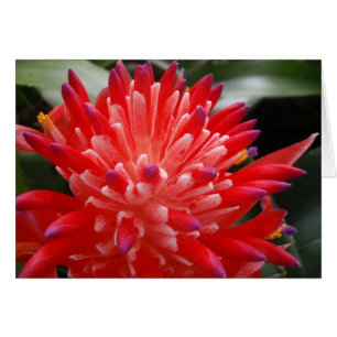 Bromeliad Blumen-Karte