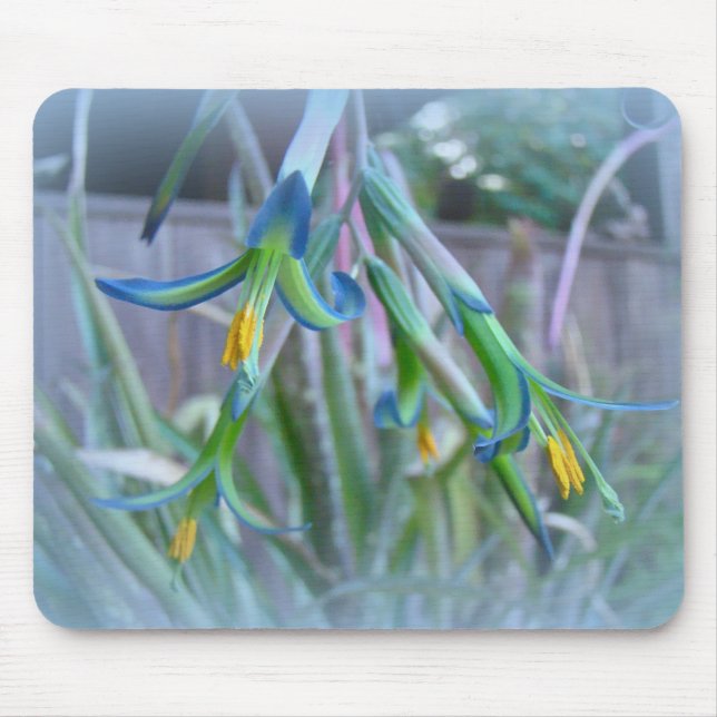 Bromeliad Blüten Mousepad (Vorne)