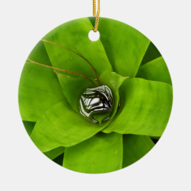 Bromeliad Green Botanical Fotografie Keramik Ornament (Vorne)