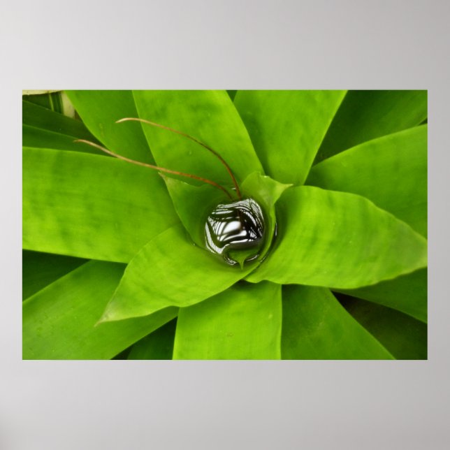 Bromeliad Green Botanical Fotografie Poster (Vorne)