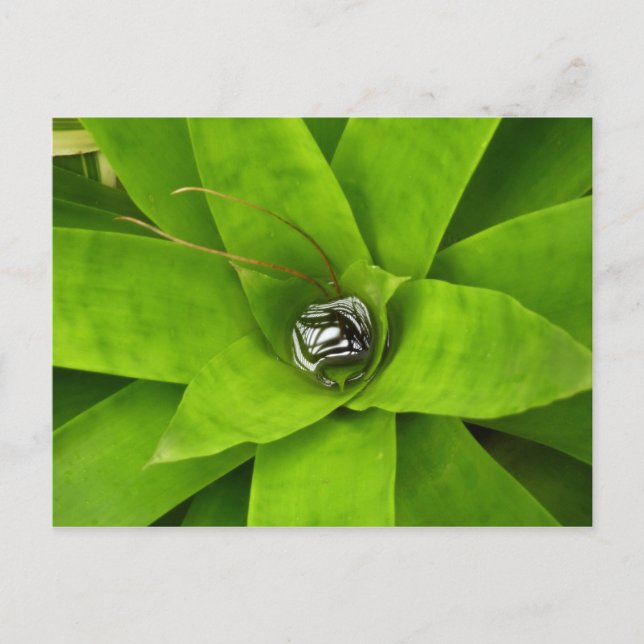 Bromeliad Green Botanical Fotografie Postkarte (Vorderseite)