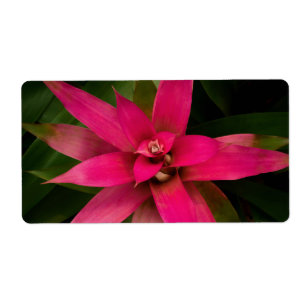 Bromeliad in Bloom