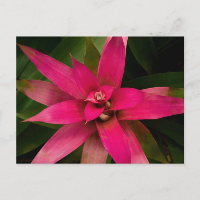 Bromeliad in Bloom Postkarte (Vorderseite)