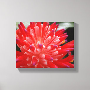 Bromeliad Leinwanddruck