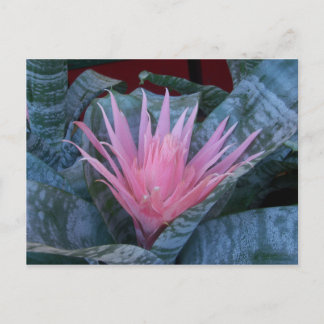 Bromeliad Postcard Postkarte