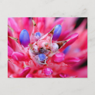 Bromeliad Postkarte