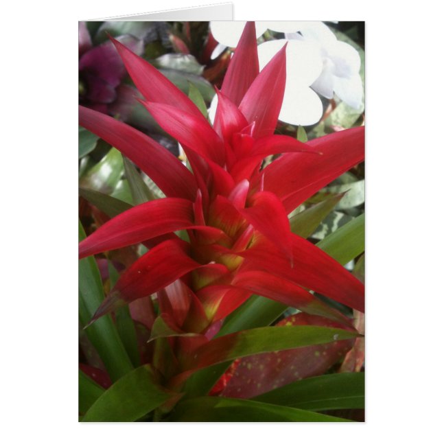 Bromeliad, rot (Vorne)