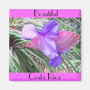 Bromeliads in Costa Rica Magnet
