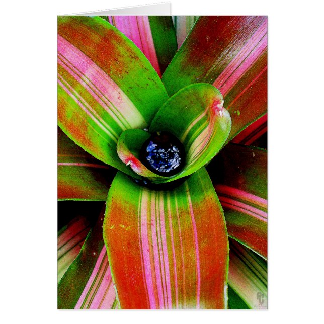 Bromelider Herz (Vorne)