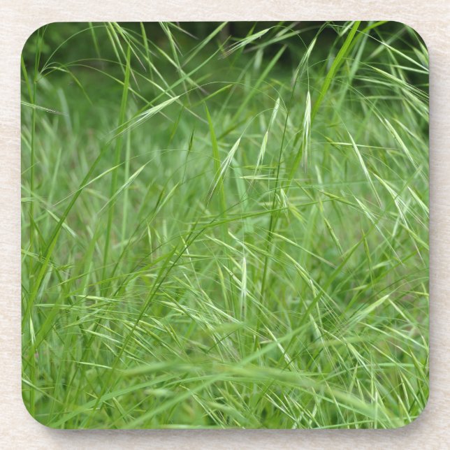 Bromus tectorum getränkeuntersetzer (Vorderseite)