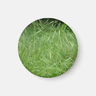 Bromus tectorum magnet
