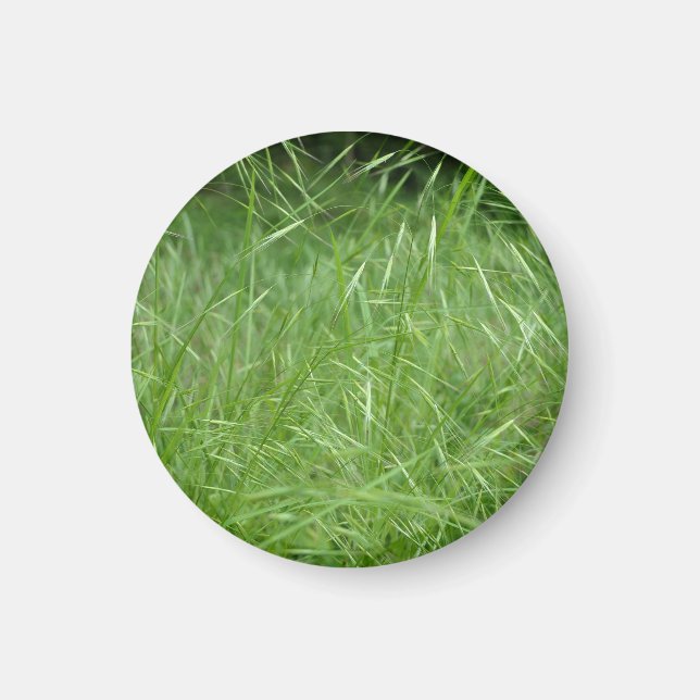 Bromus tectorum magnet (Vorne)