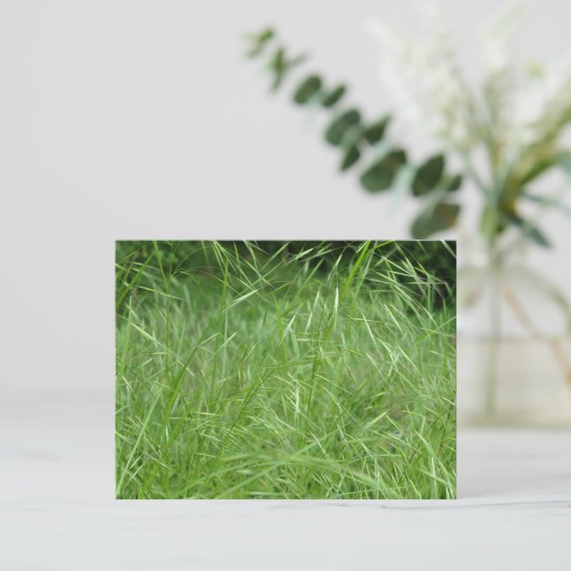 Bromus tectorum postkarte (Stehend Vorderseite)